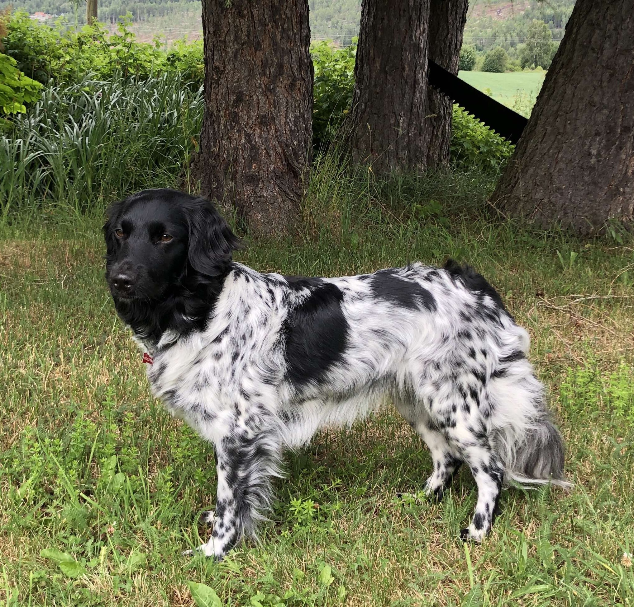 Næssgården's Gilta Tanneinasta Flux "Fanni" Næssgården's Gilta Tanneinasta Flux "Fanni"