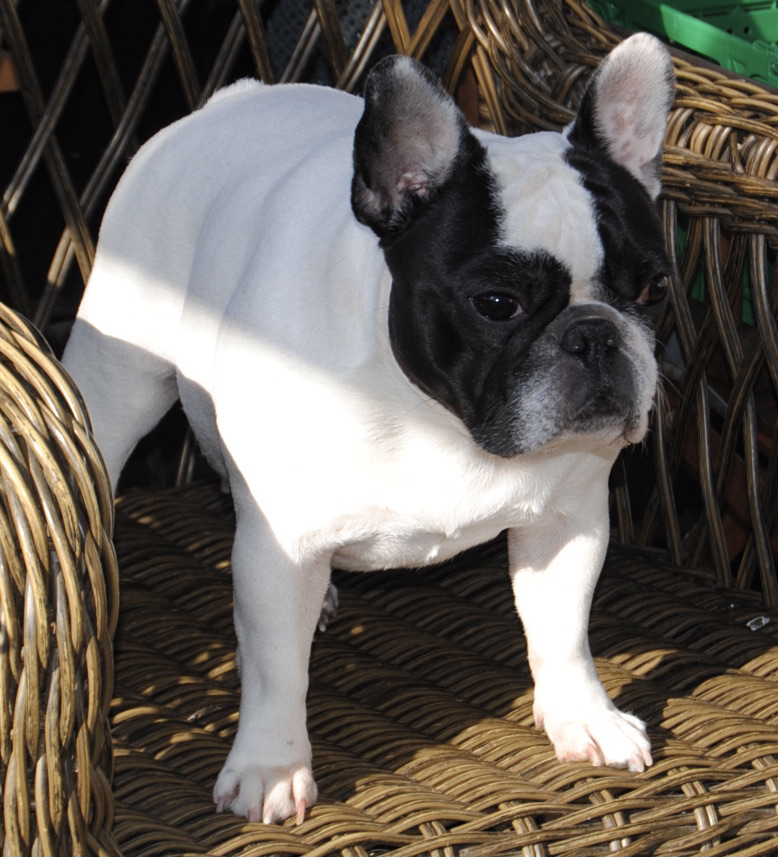 Bullbazar's A-lina Bullbazar's A-lina