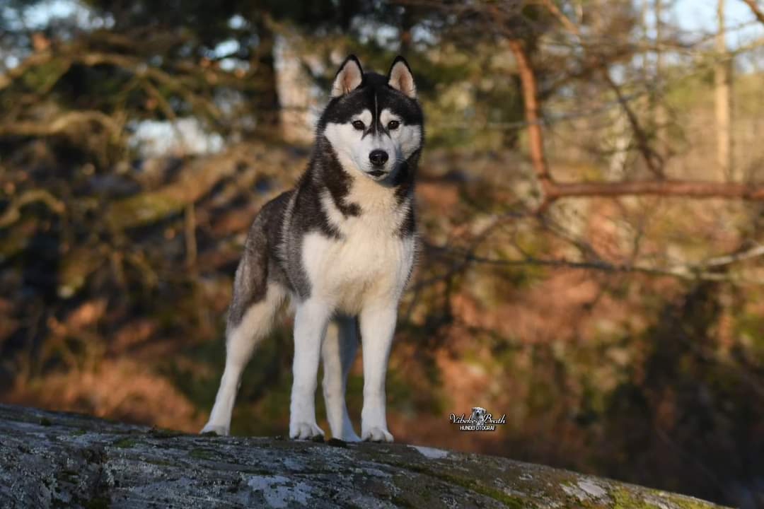 Siiri/Zaltana Kiss and Tell Siiri/Zaltana Kiss and Tell