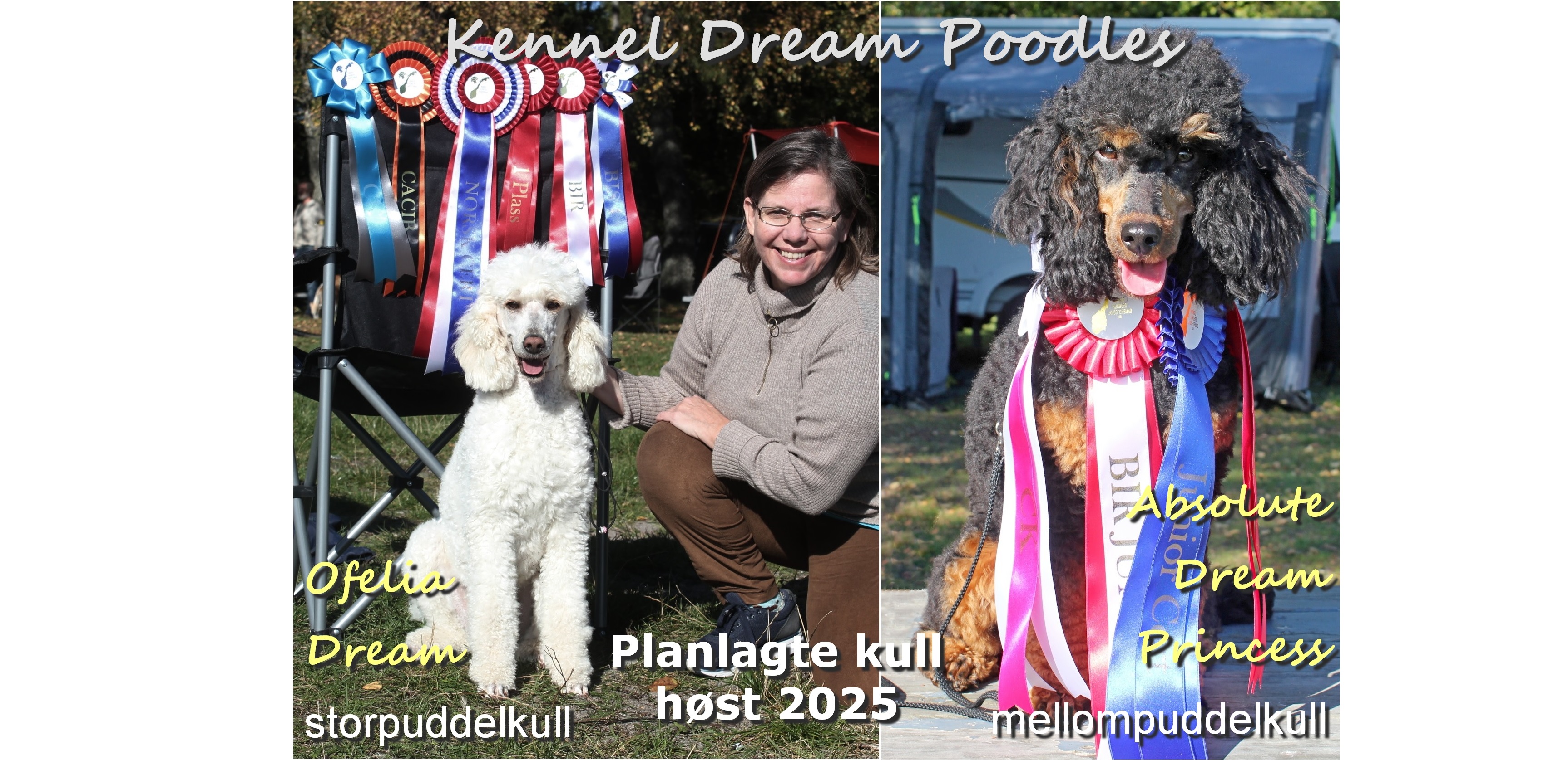 Dream Poodles Dream Poodles