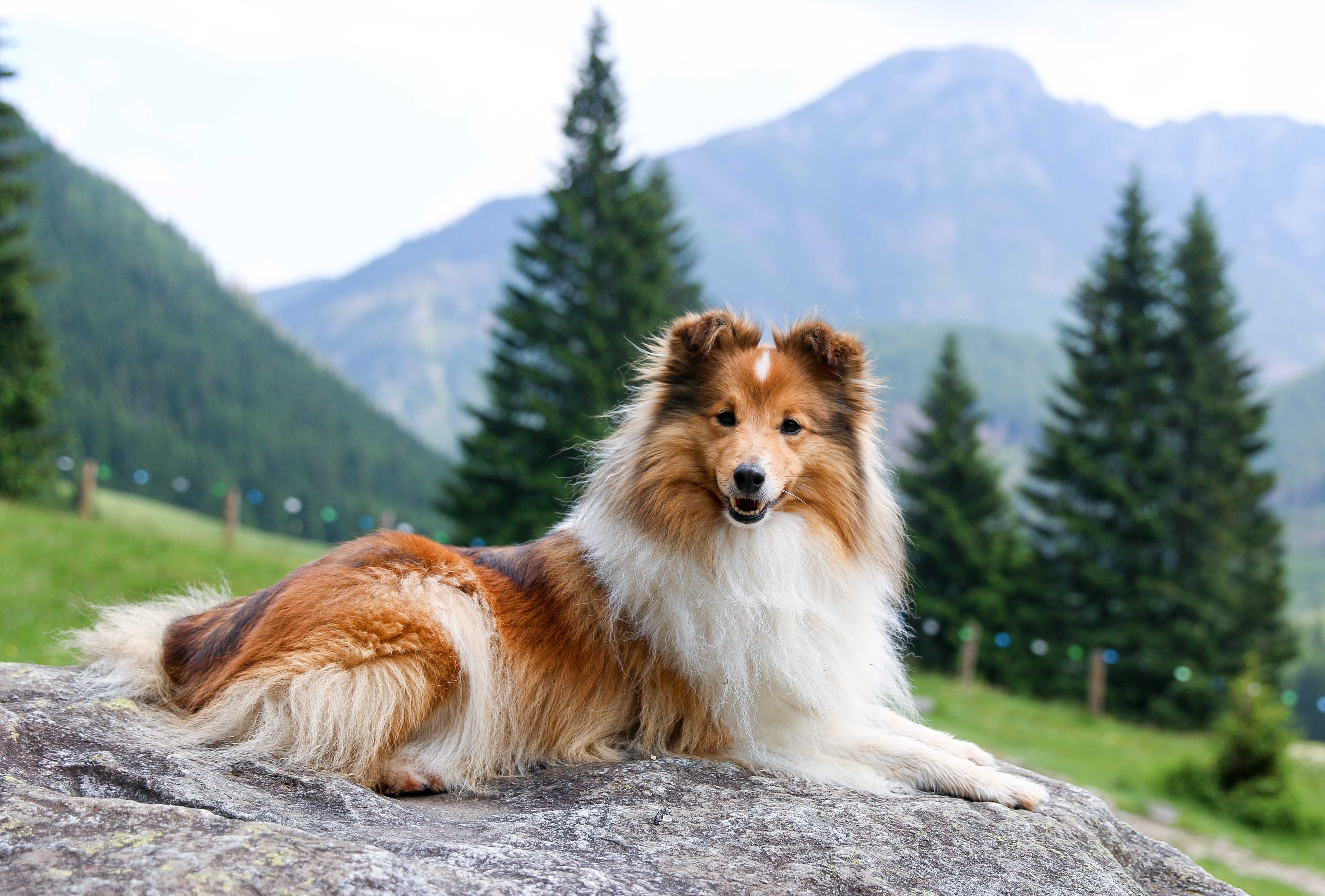 Shetland sheepdog Shetland sheepdog