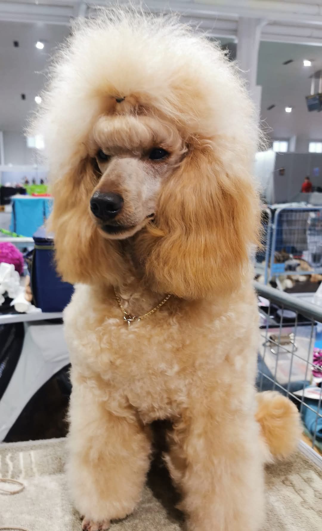 Herakles Migo Of Regenfield