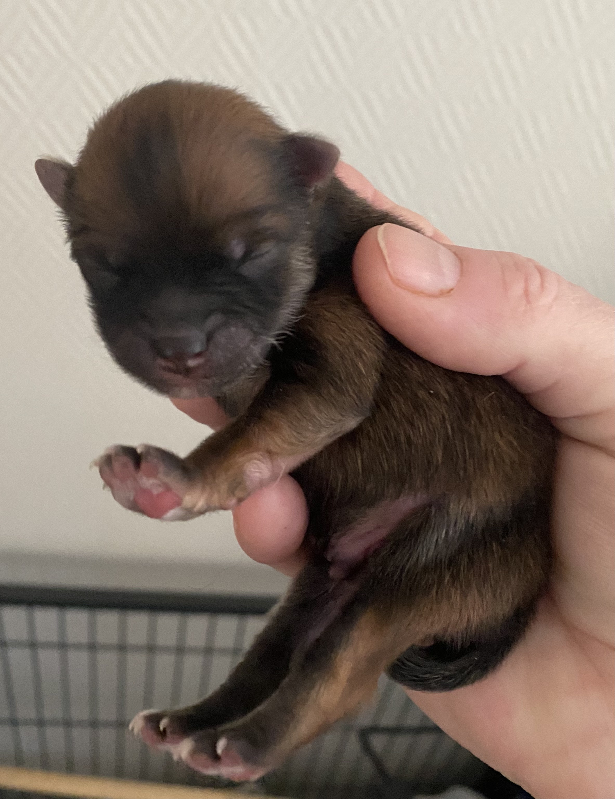 Dynamic image Dynamic image