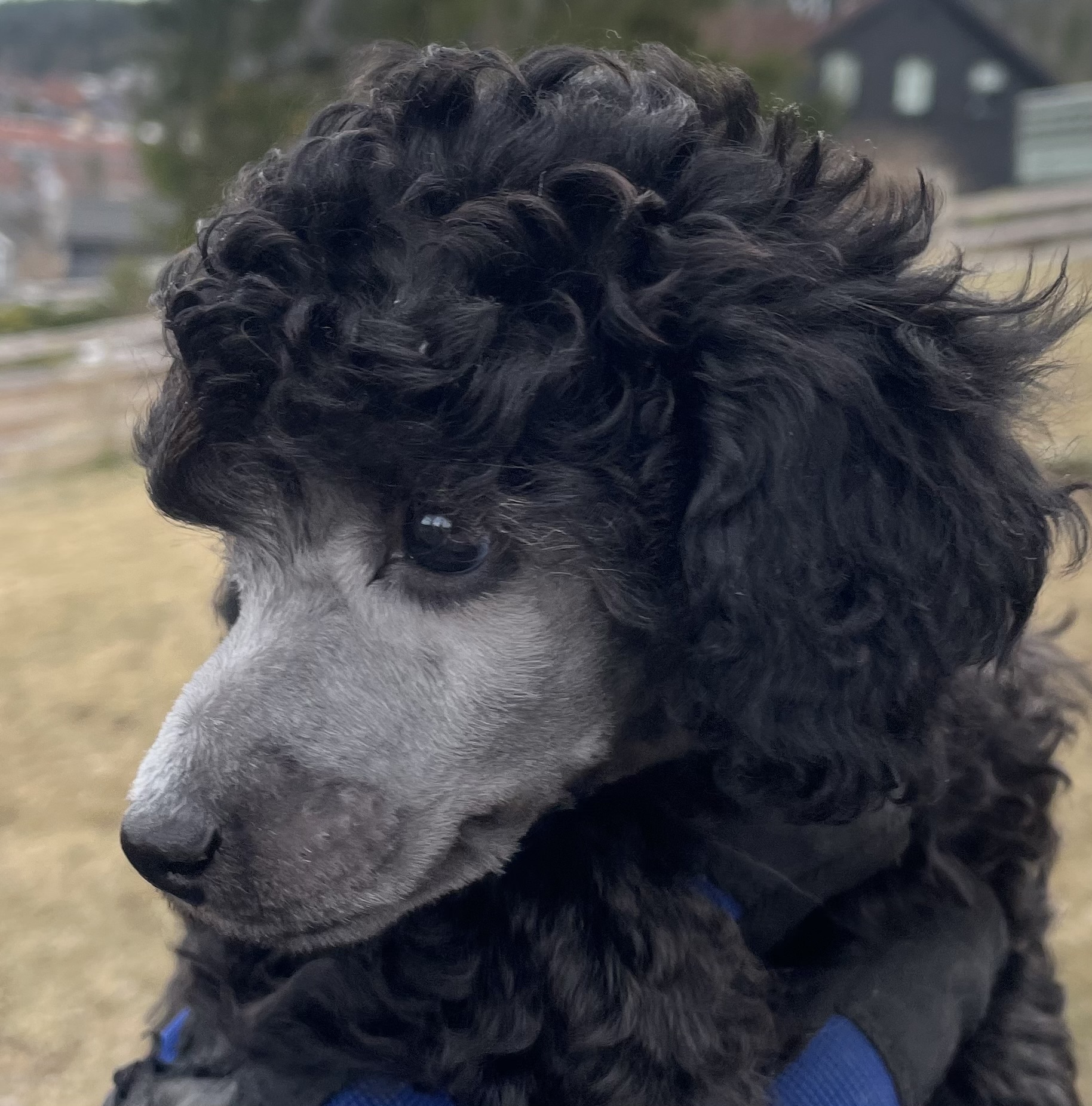 Cockhill Love me to the moon 