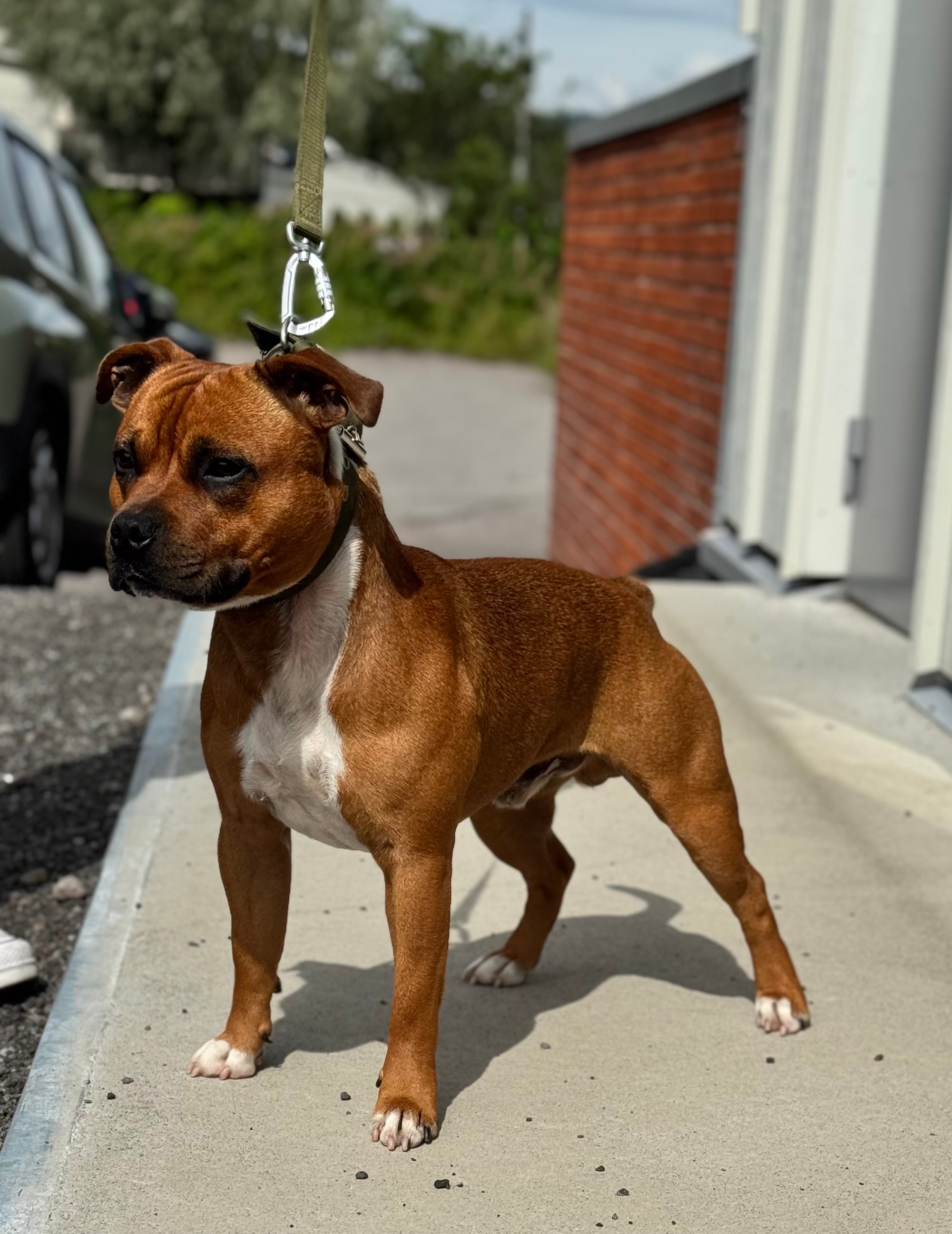 Wangenstaff Escape To Stavenstaff