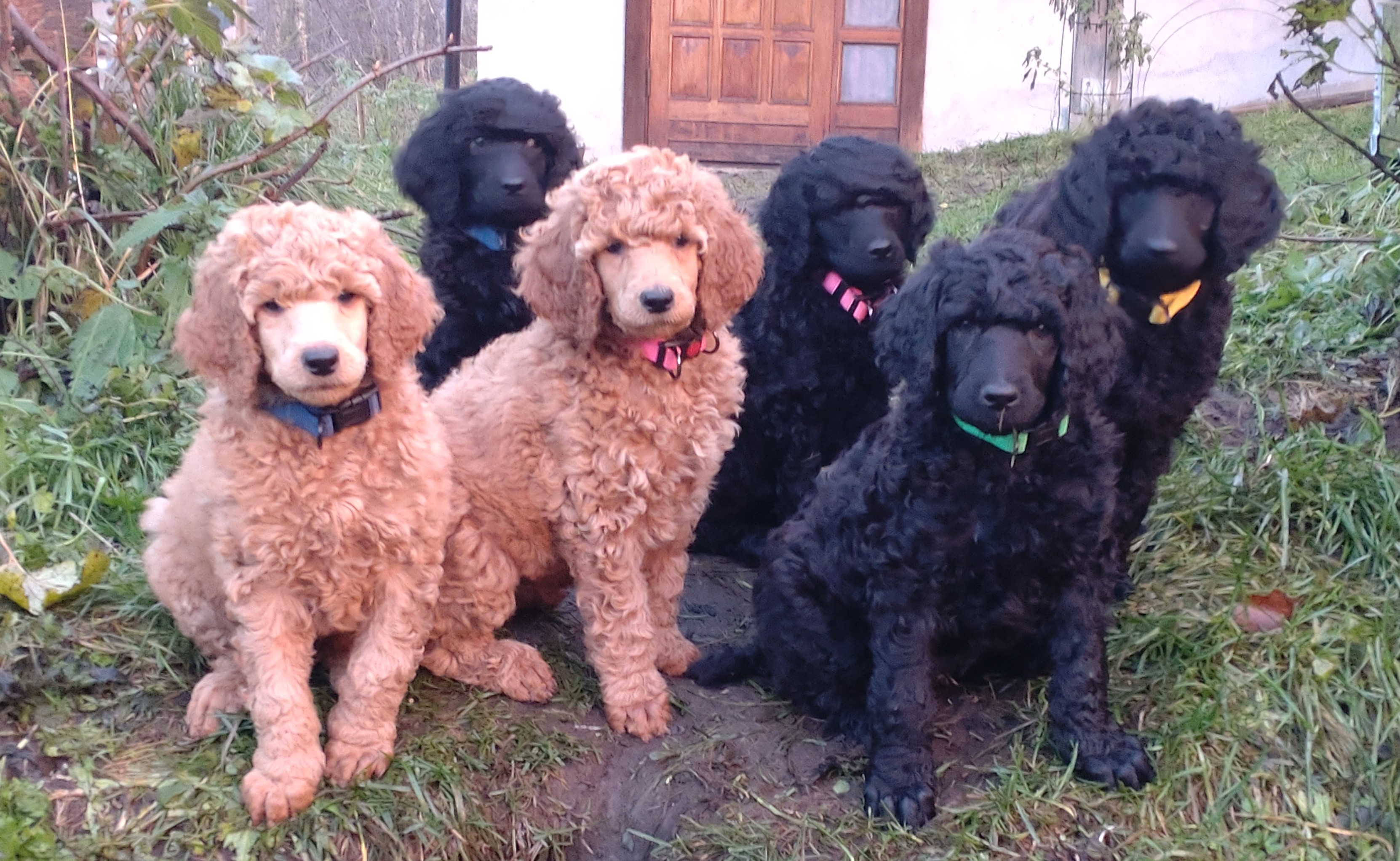 BjørnePia BjørnePia