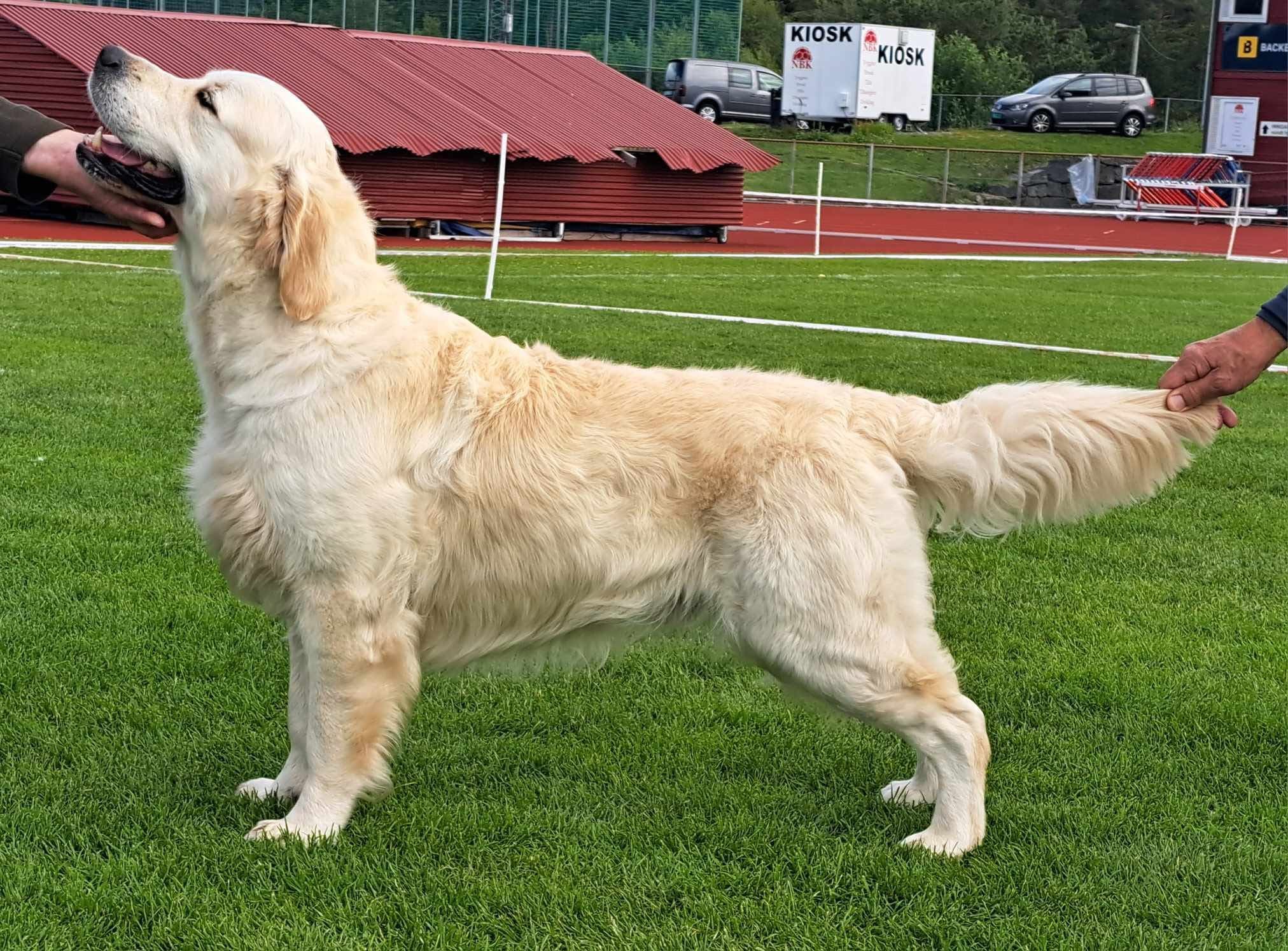 Royal Blue Av Vervik