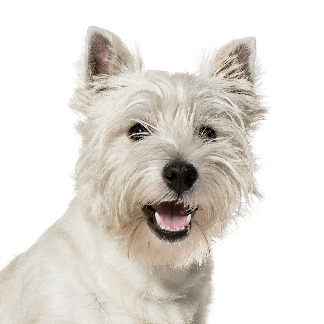 West highland white terrier