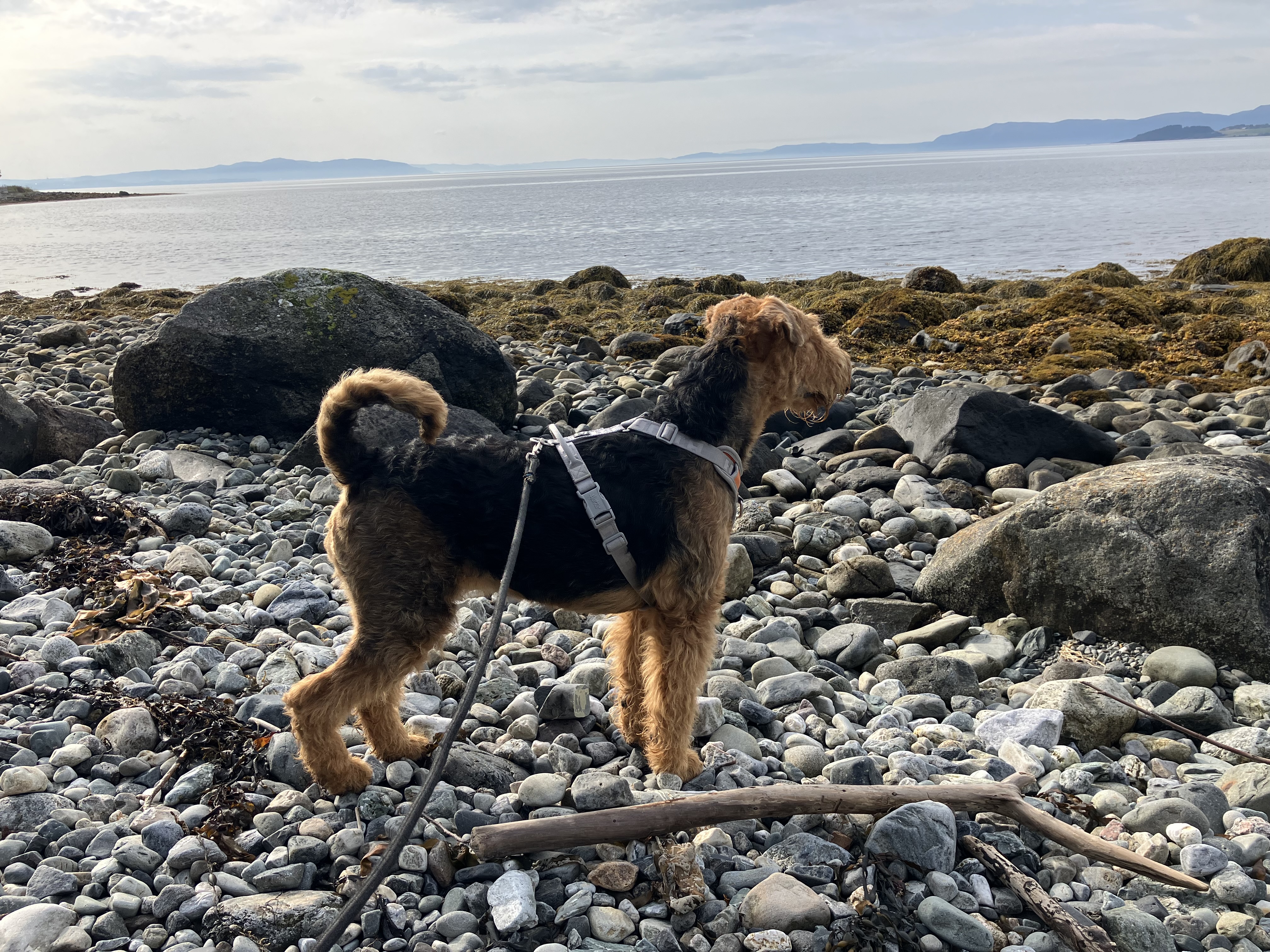 Casemi’s Viva La Vida Casemi’s Viva La Vida