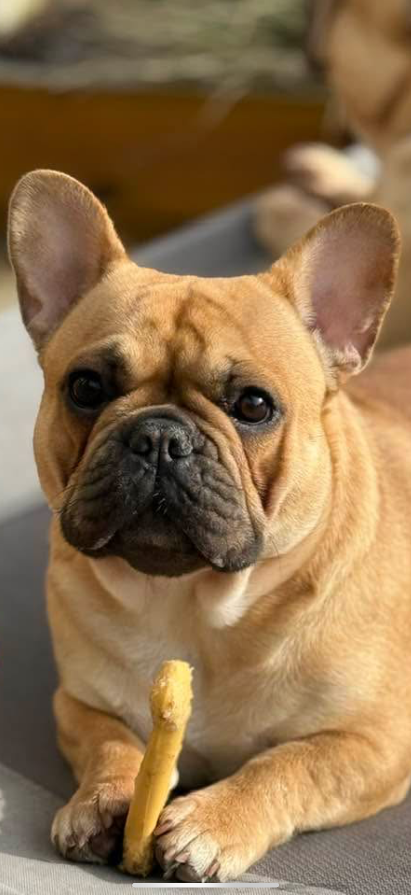 Polly Peanut Polly Peanut