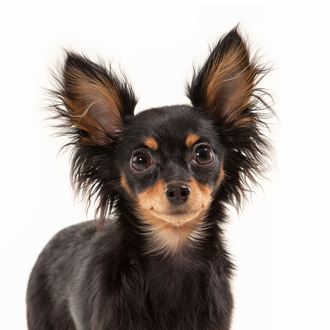 Russisk toy langhåret Russisk toy langhåret