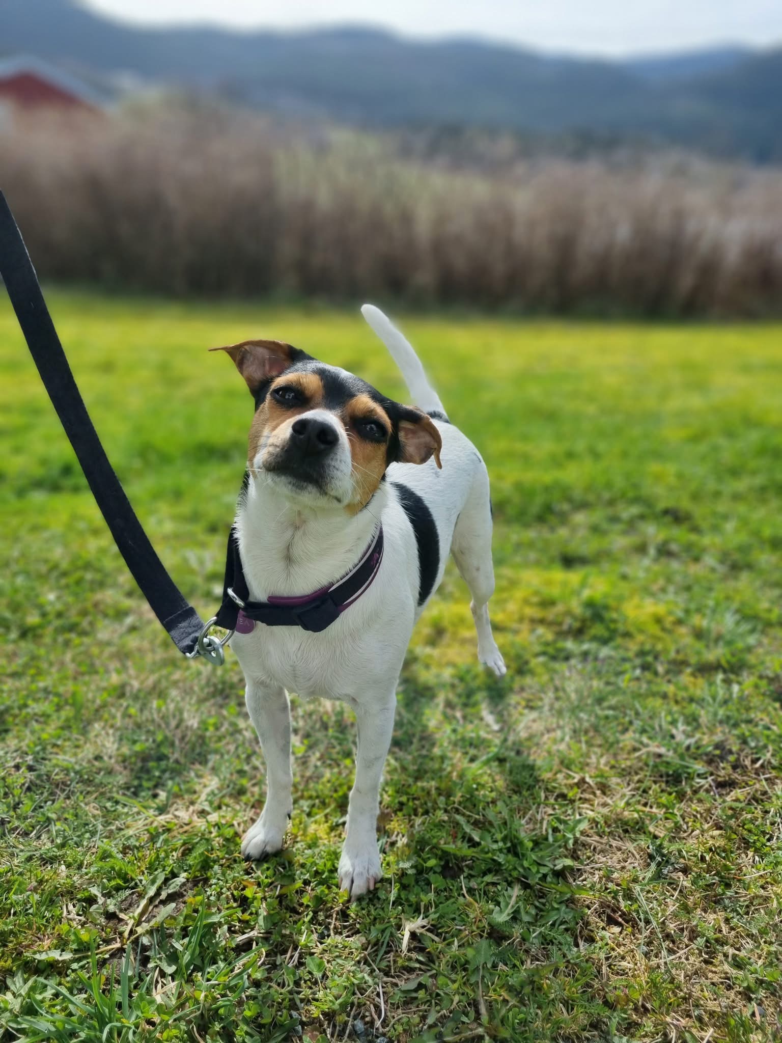 Lille-Eng Gårds Canadia av L&V Lille-Eng Gårds Canadia av L&V