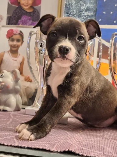 Shining Beauty G* Rexi