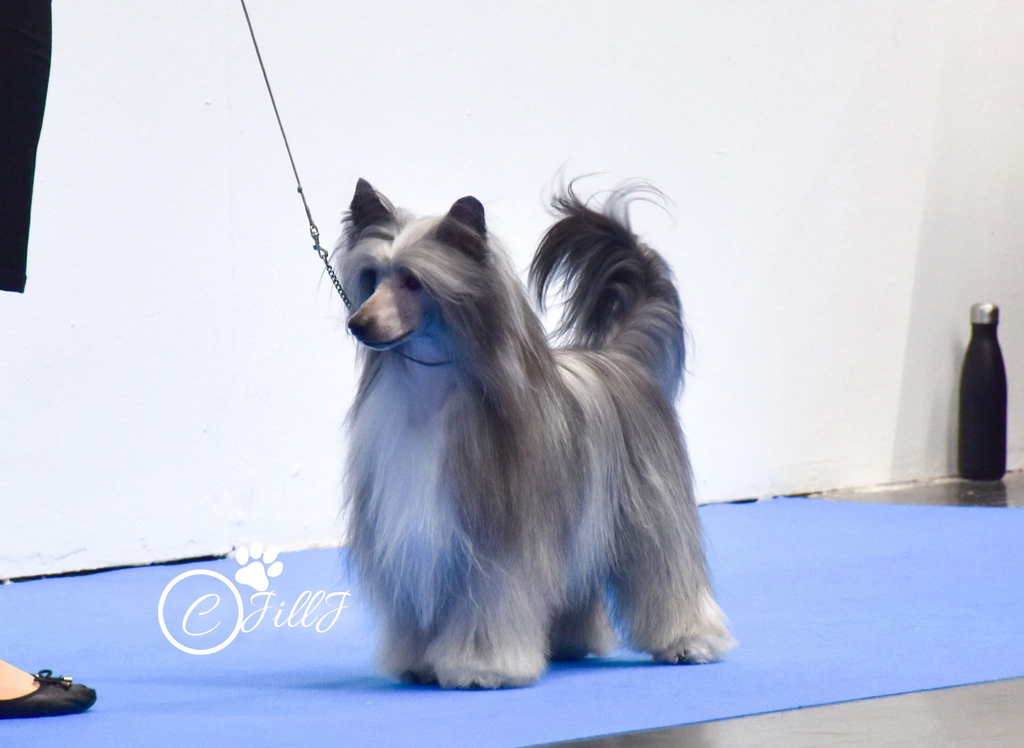 Newt - H CH No CH Se CH Girls Girls Kit Harrington