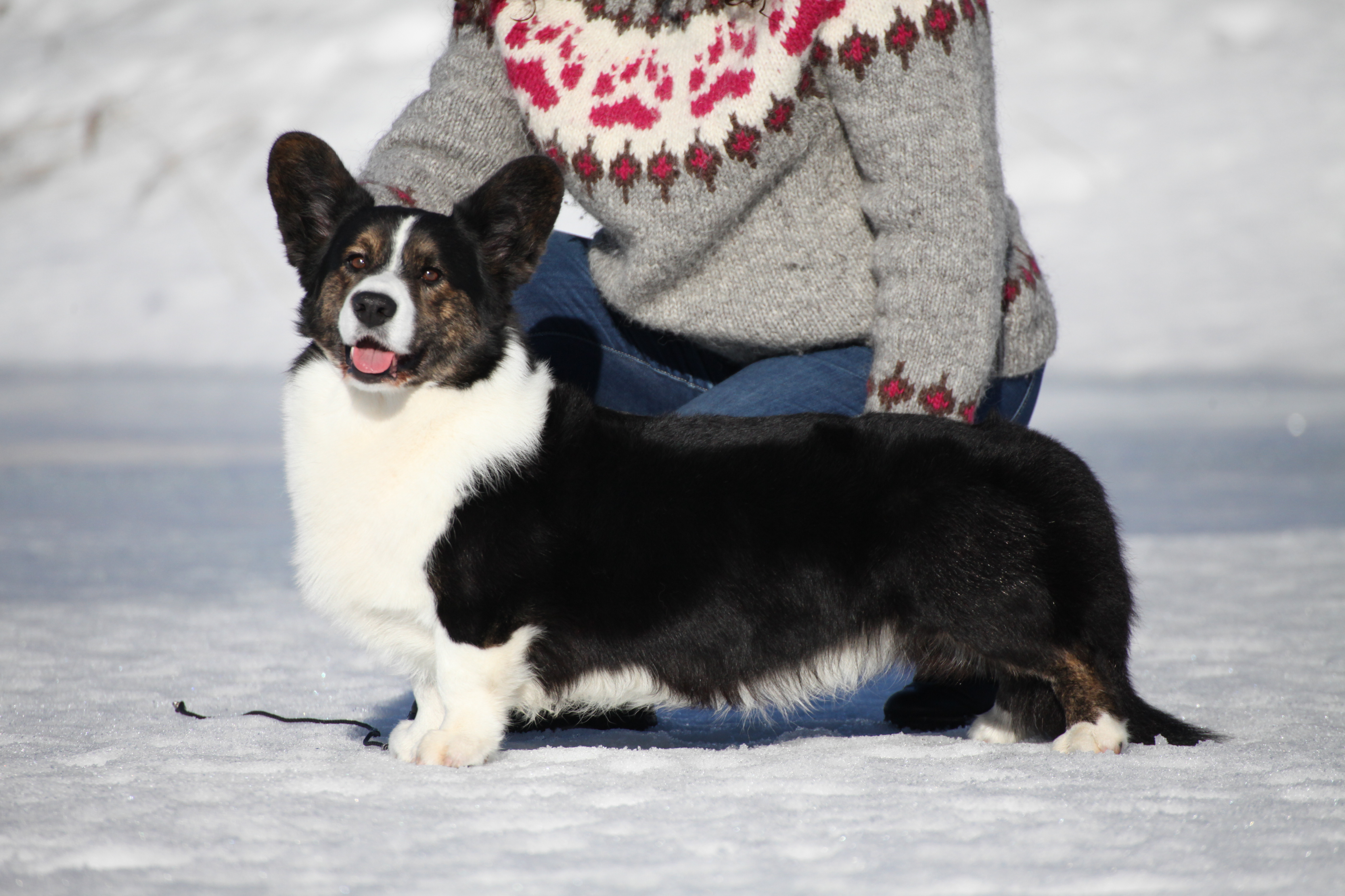 Analog CC Fatal Attraction Analog CC Fatal Attraction