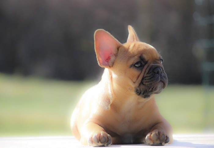 Charlie Av Selfi The Frenchie Charlie Av Selfi The Frenchie