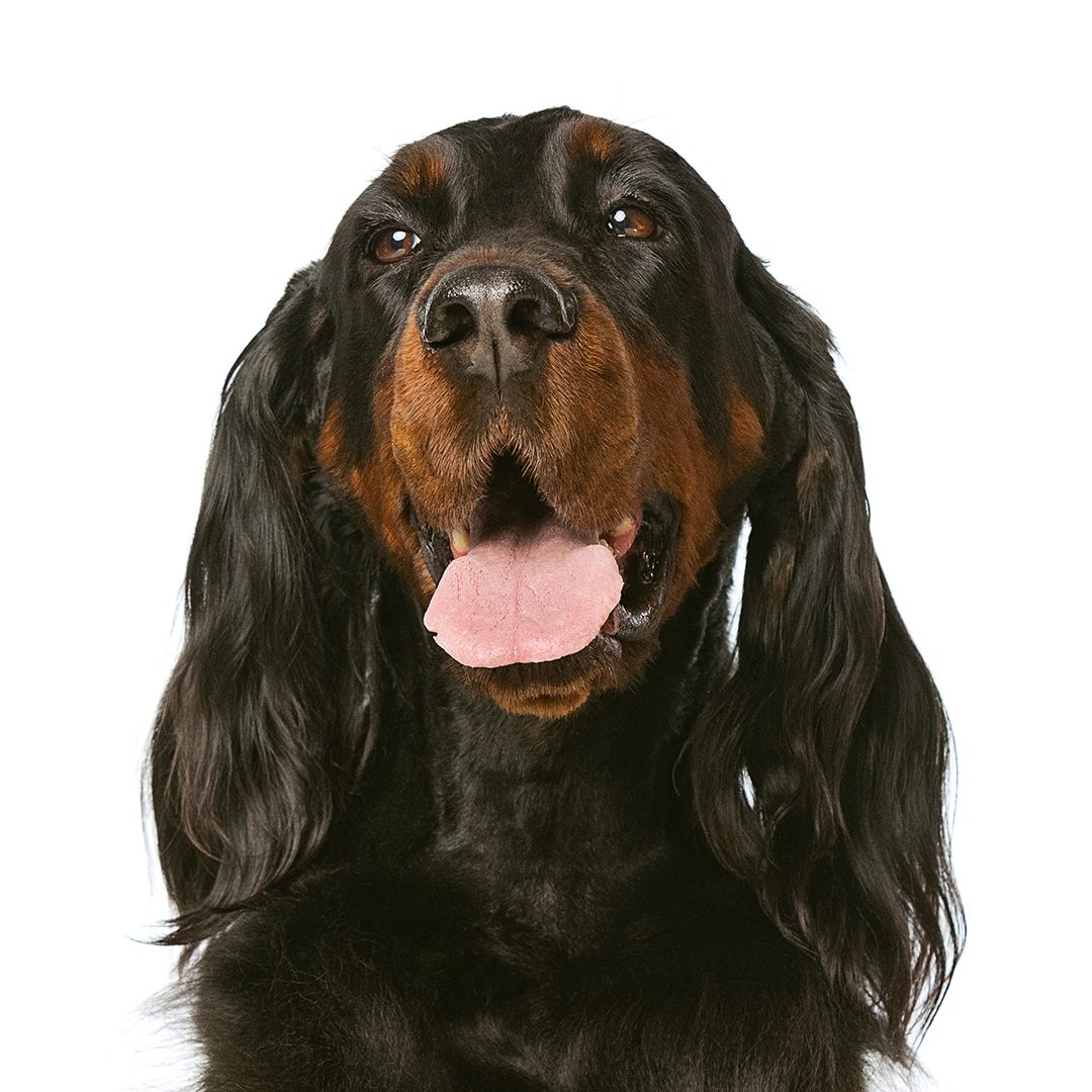 Gordon setter