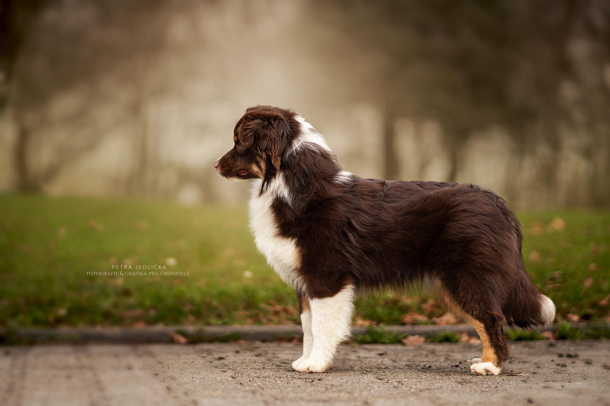 Beauty Of Jolly Golden Evanga Beauty Of Jolly Golden Evanga