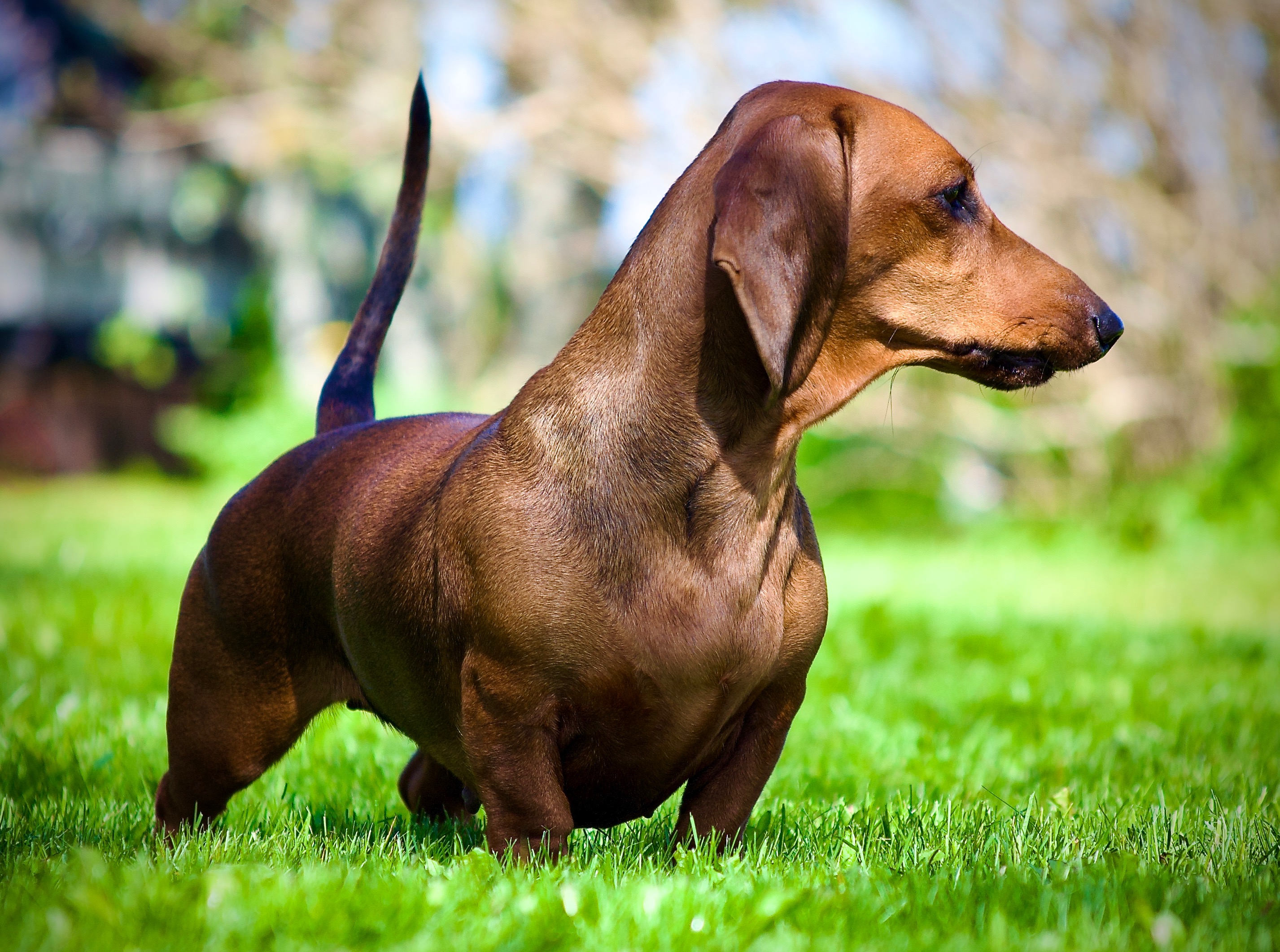 N SE UCH NJr CH DKCH(S) N BS CH NORD VCH NJV-23 NJUBJV-23 Diamond of King's Heritage