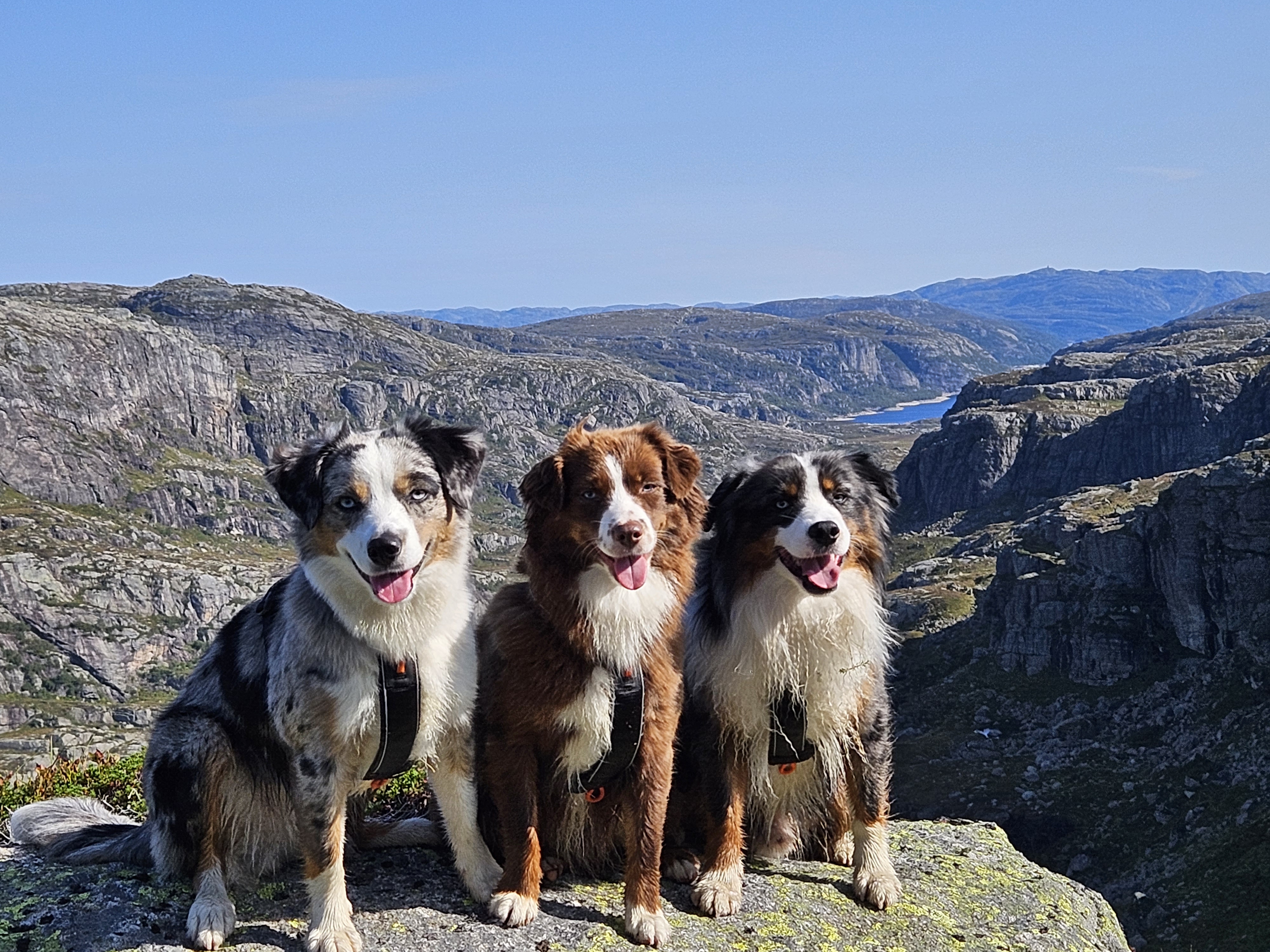 Vadbakken's Vadbakken's