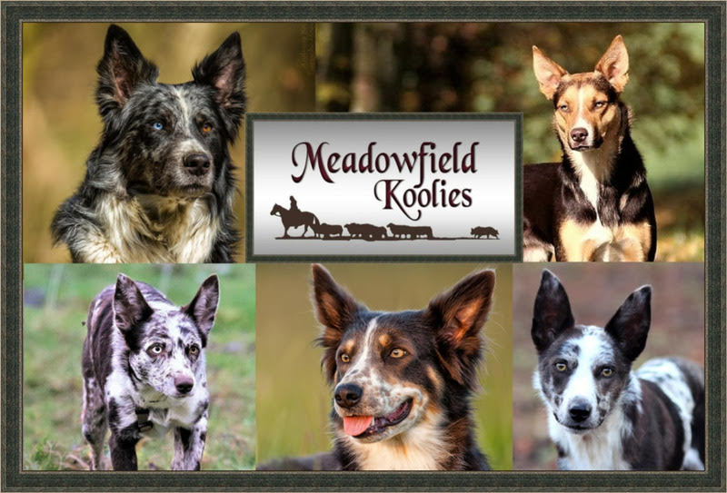 Meadowfield Koolies Meadowfield Koolies