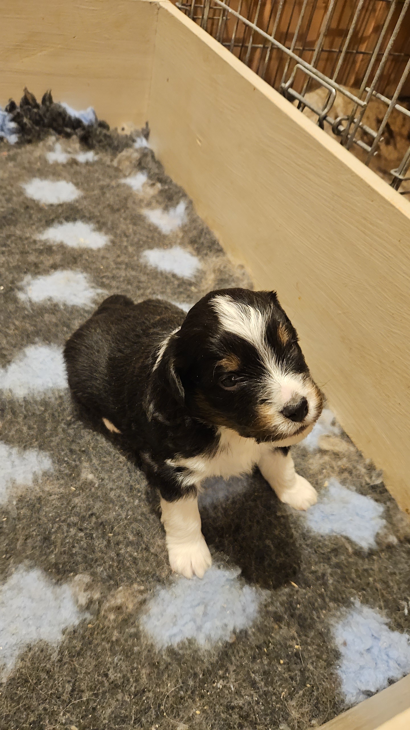 Fianas Tribes Michael Jackson 