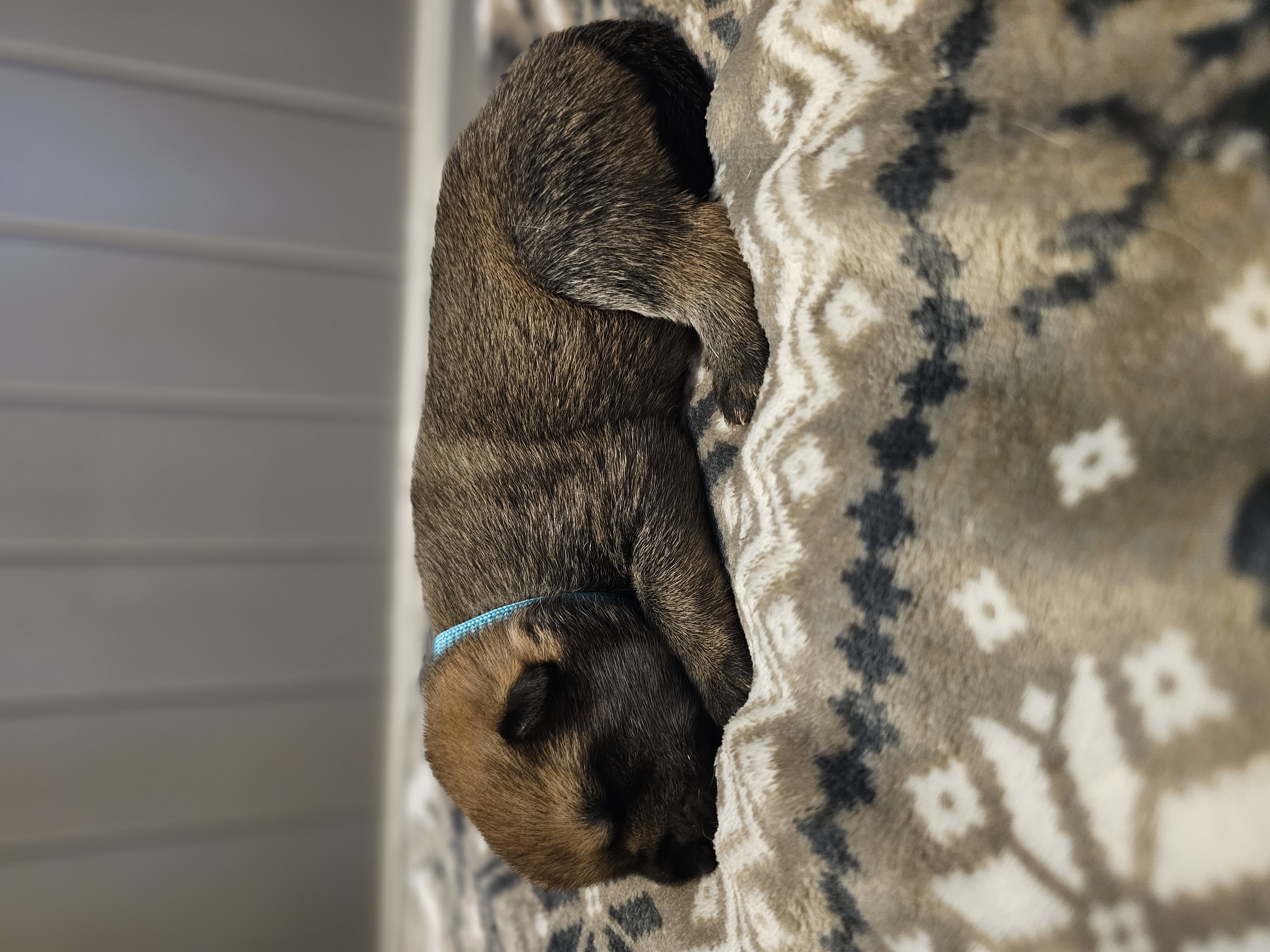 Dynamic image Dynamic image