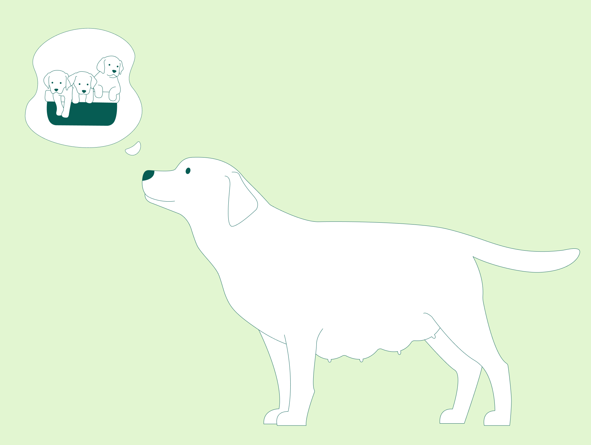 Hvor lenge går en hund drektig? Alt du trenger å vite om drektighet og valper