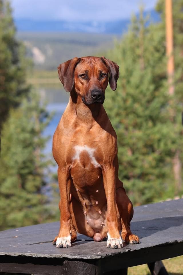 Ridgedogs PowerOfLove Nia Ridgedogs PowerOfLove Nia