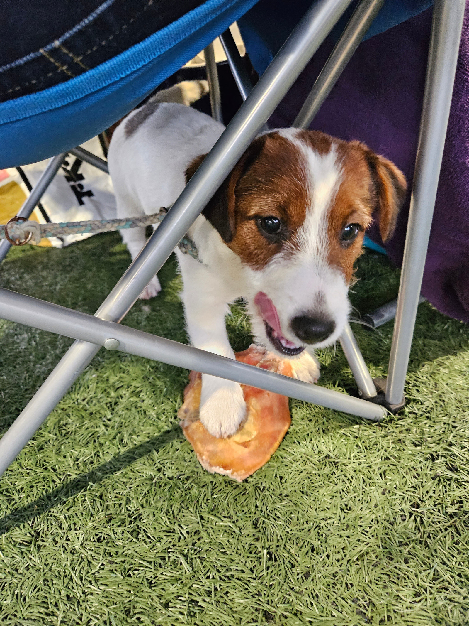 Hunter Hawk Hickory Hunter Hawk Hickory