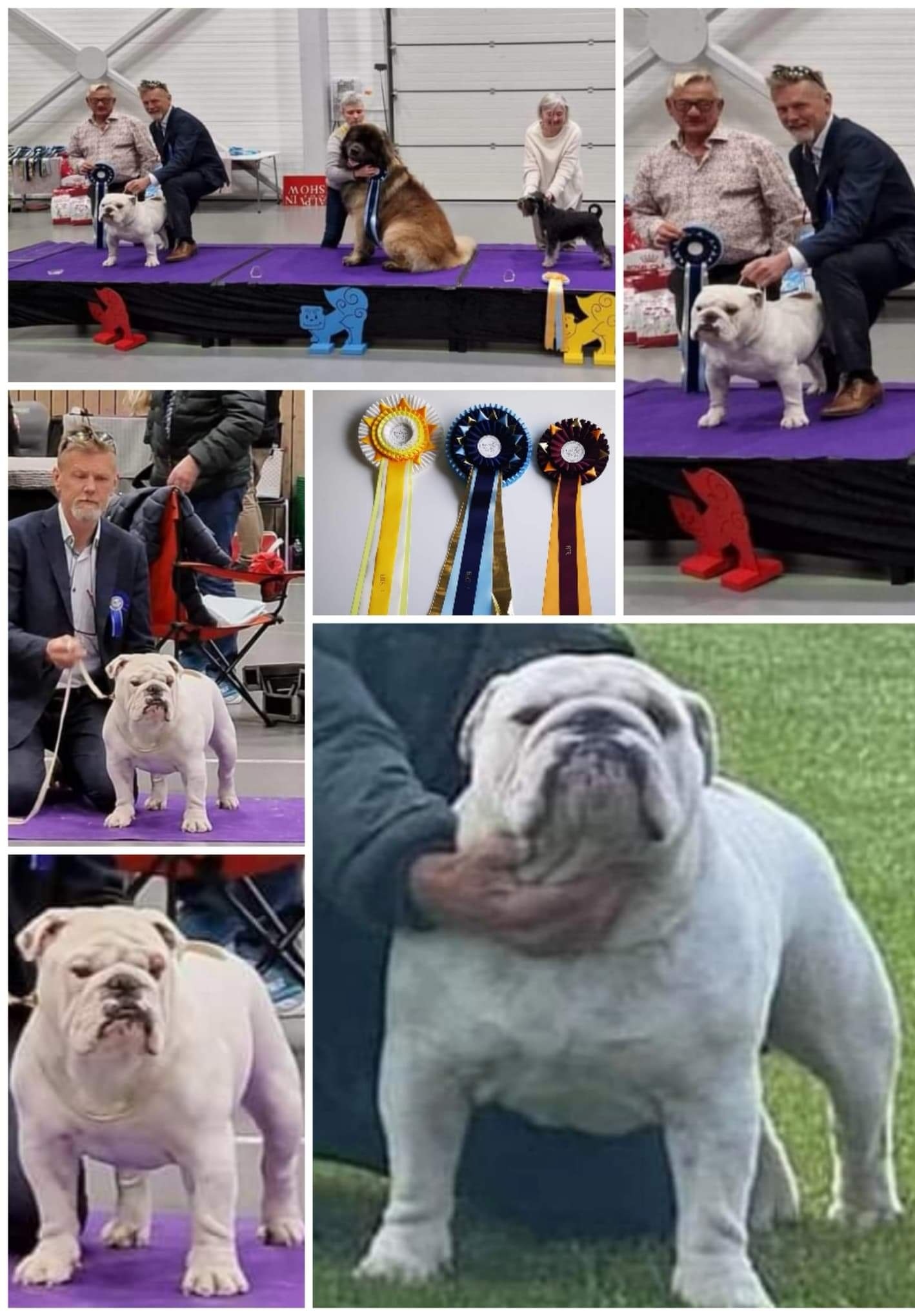 Siddis Bull Great White Siddis Bull Great White