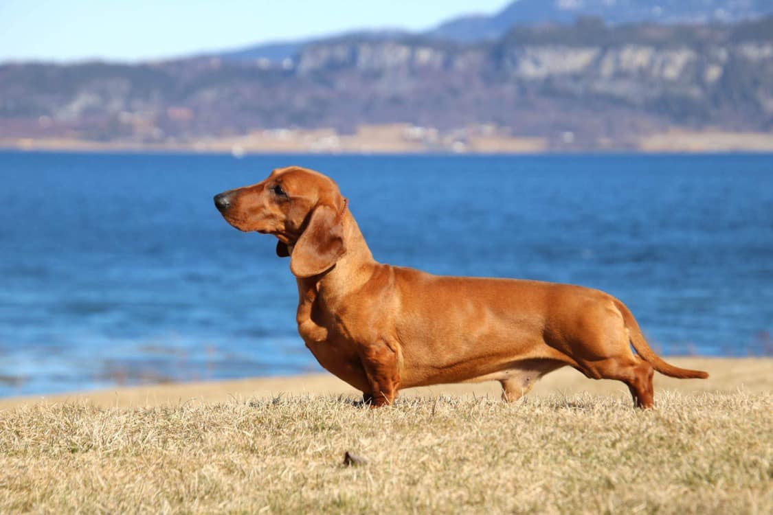 C.I.B NORD UCH N BS CH NJub CH NOVet CH NV-18-21-23 NJUBV-23 Yo-Yo Di Turboland