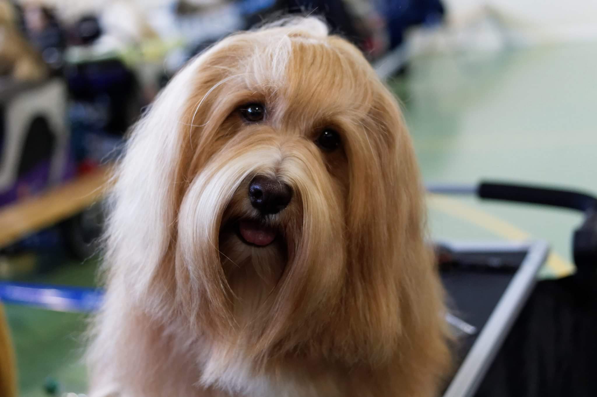 Christa's Jumpy Clown Iceland Christa's Jumpy Clown Iceland