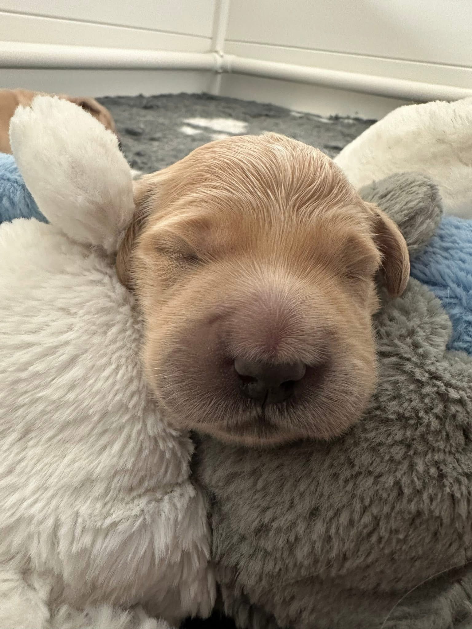 Golden Agapi’s Princess Zita