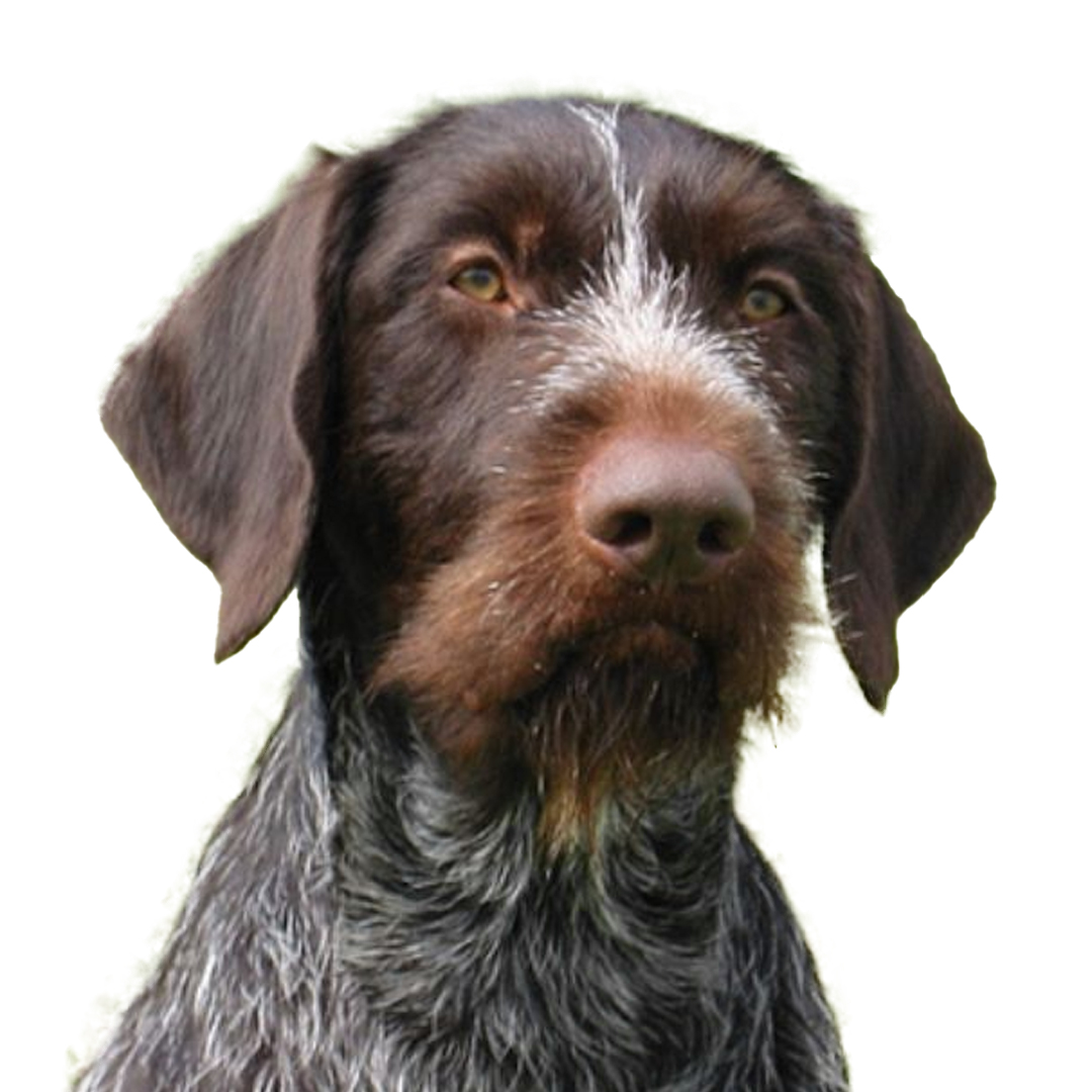 Vorstehhund strihåret Vorstehhund strihåret