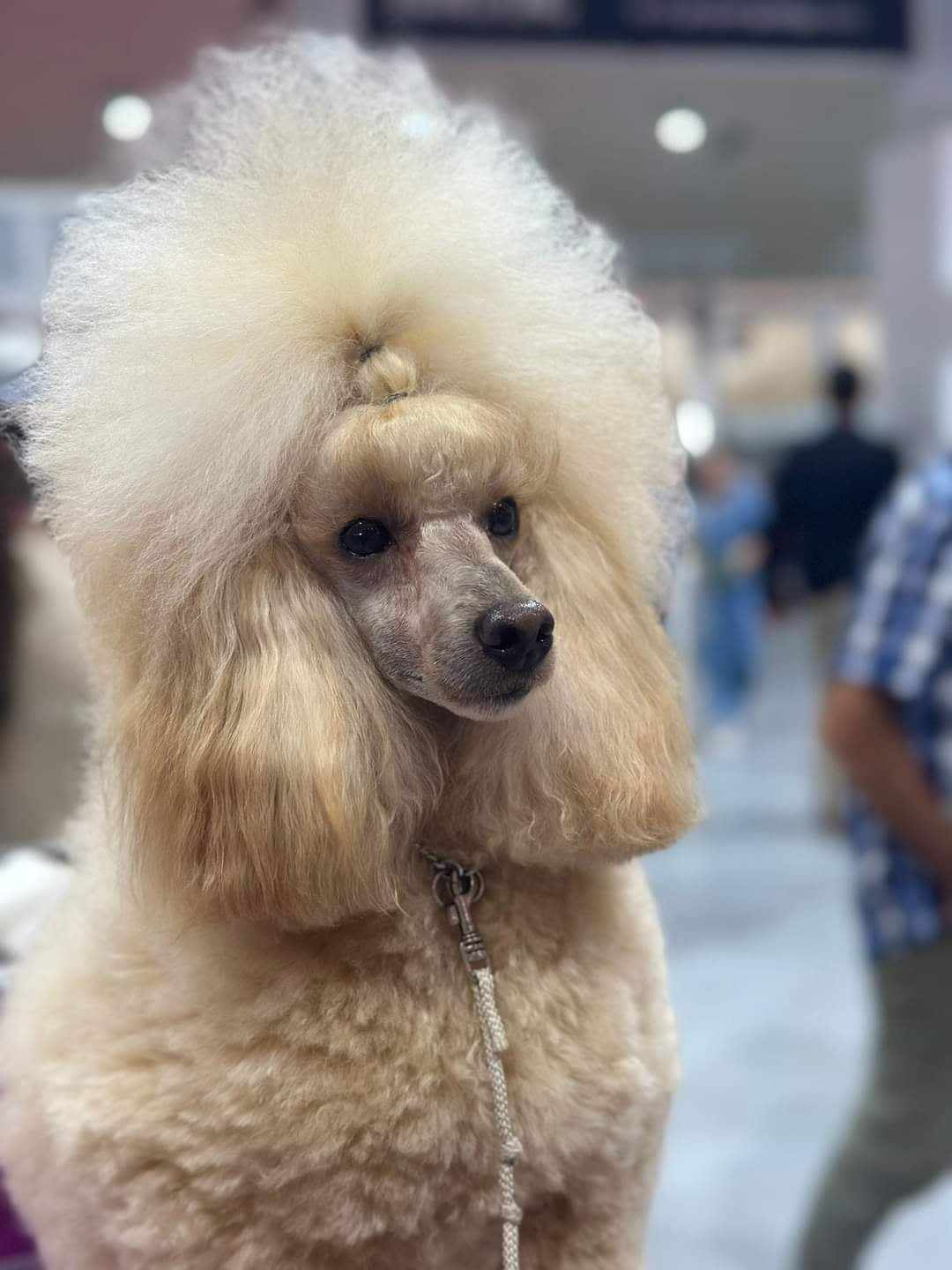 Faw-Ark kull Faw-Ark kull