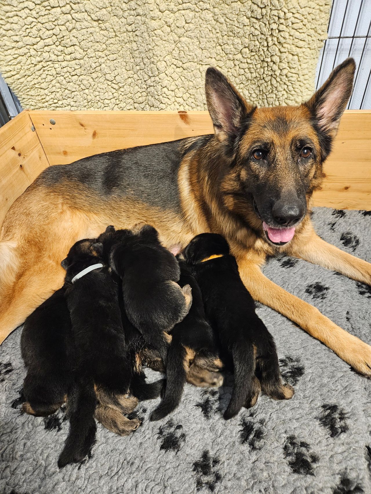 Skoglytrollets G-kull Skoglytrollets G-kull