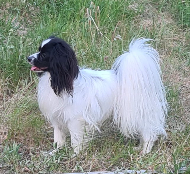 Thingummy's Senor Moonshadow 