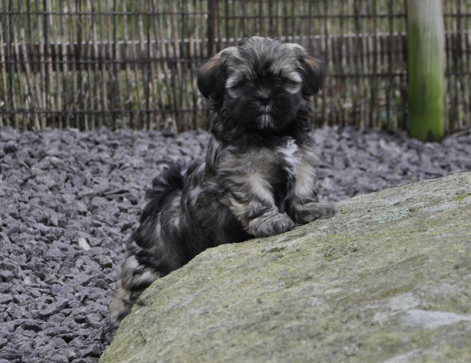 Panaphia's Pearl Pepper Panaphia's Pearl Pepper