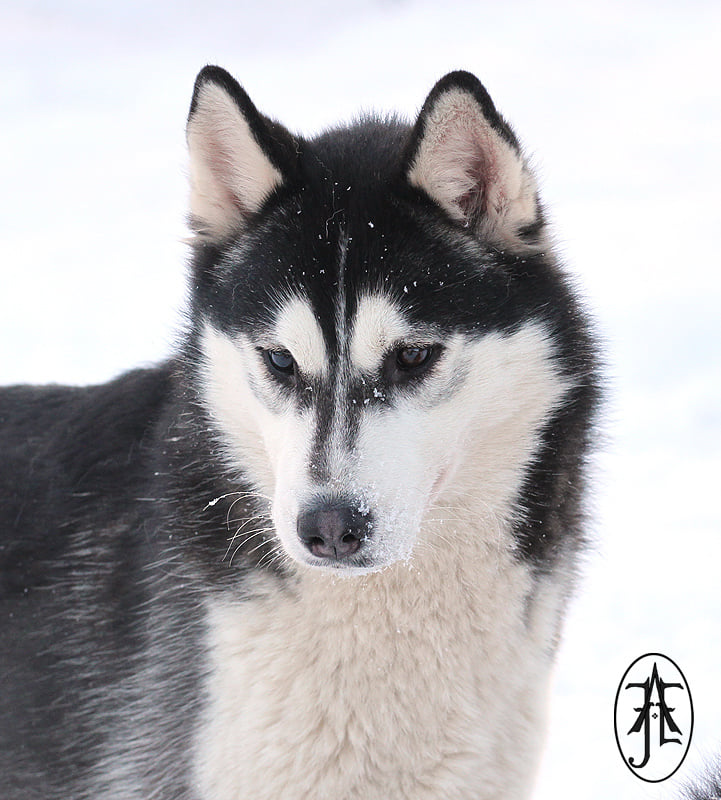 Snøfrost Snøgyger Drífa Snødrev Snøfrost Snøgyger Drífa Snødrev