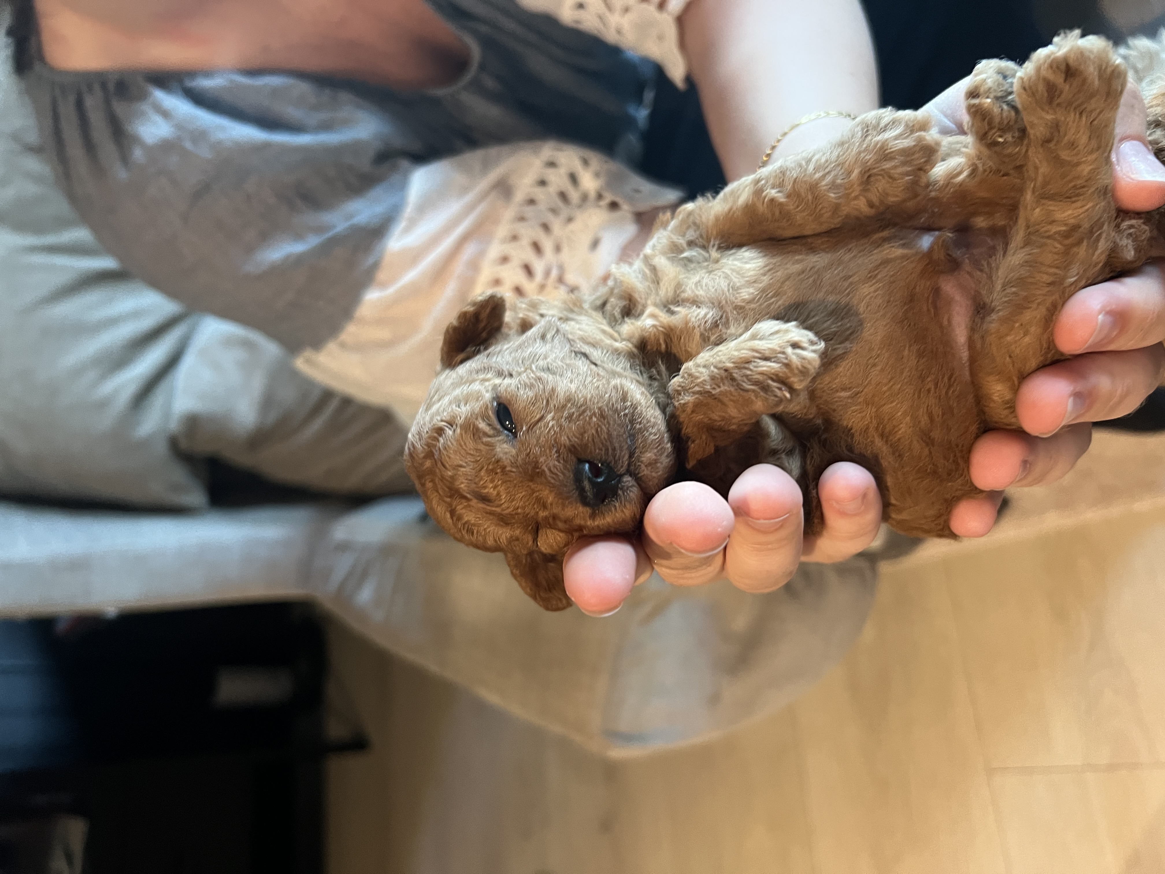 Mon Ami Dream`s Leo Mon Ami Dream`s Leo