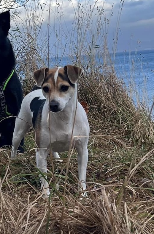 Adorados Jolene Adorados Jolene