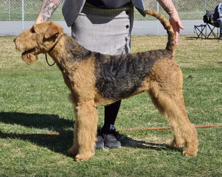 Casemi’s I Have a Dream Casemi’s I Have a Dream