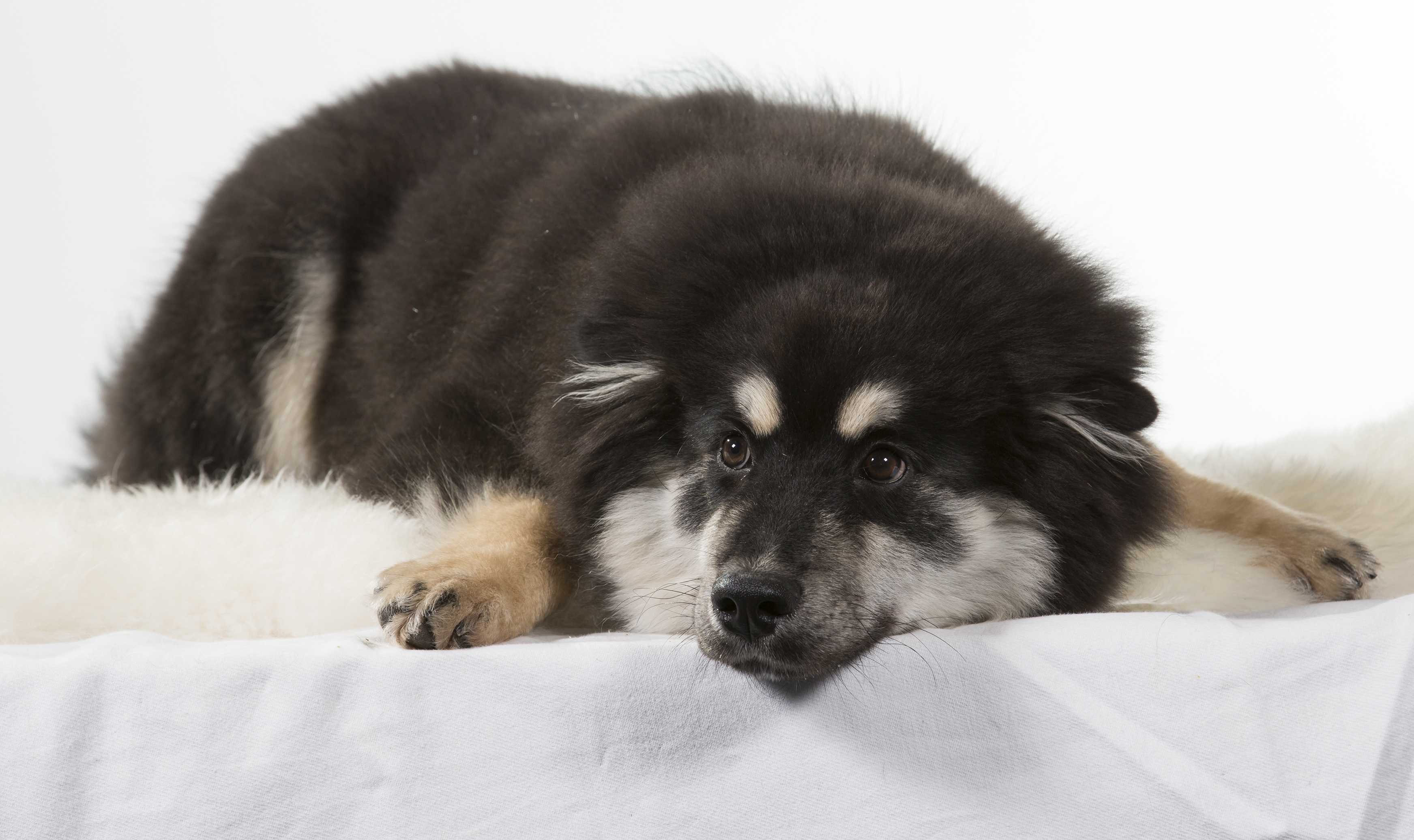 Lapsk vallhund Lapsk vallhund