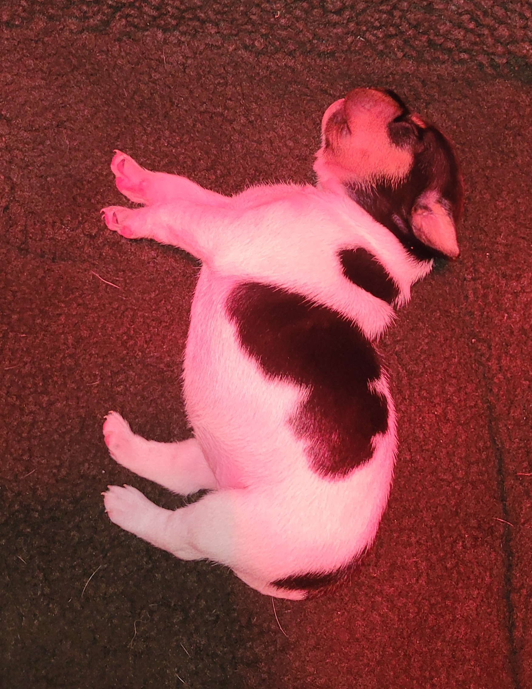 Shaka Savoy Brigadeiro Shaka Savoy Brigadeiro