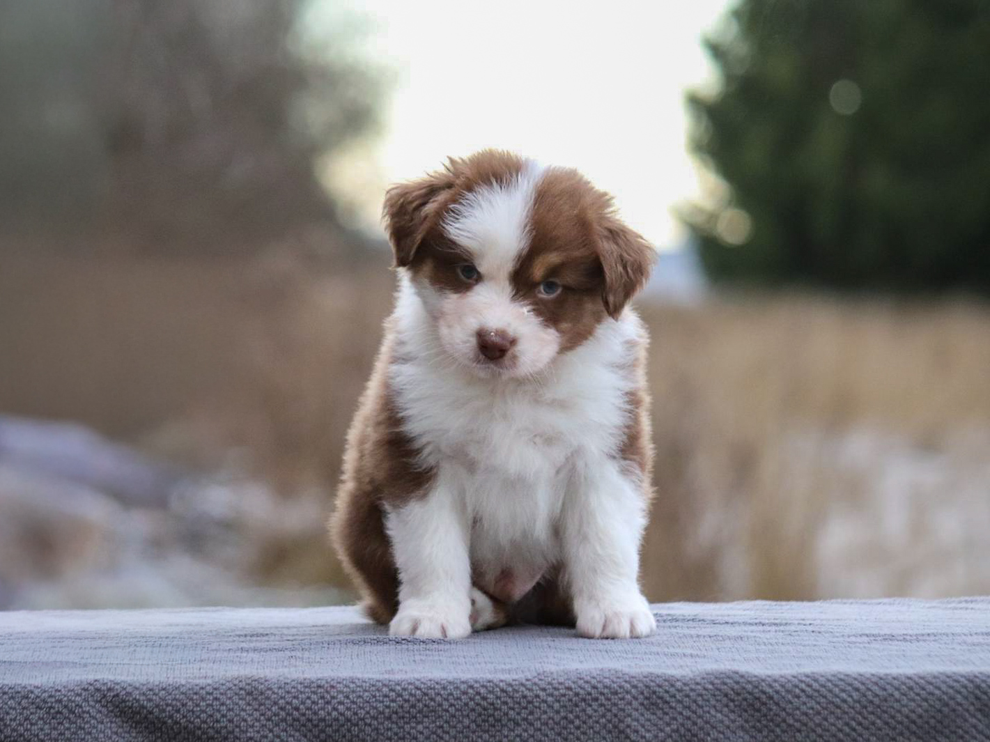 Celestial Herd's Creed of Love Celestial Herd's Creed of Love