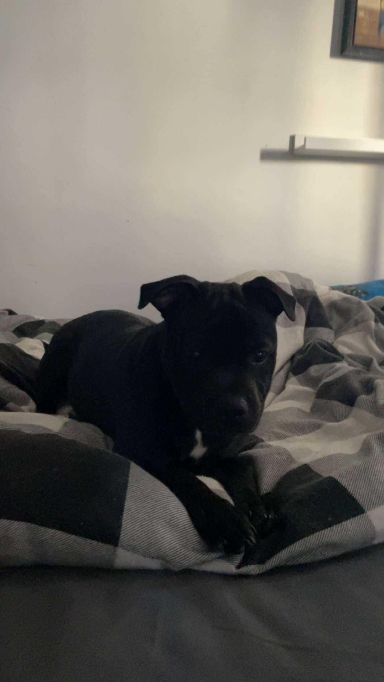 Domino Av Rennesteien Domino Av Rennesteien