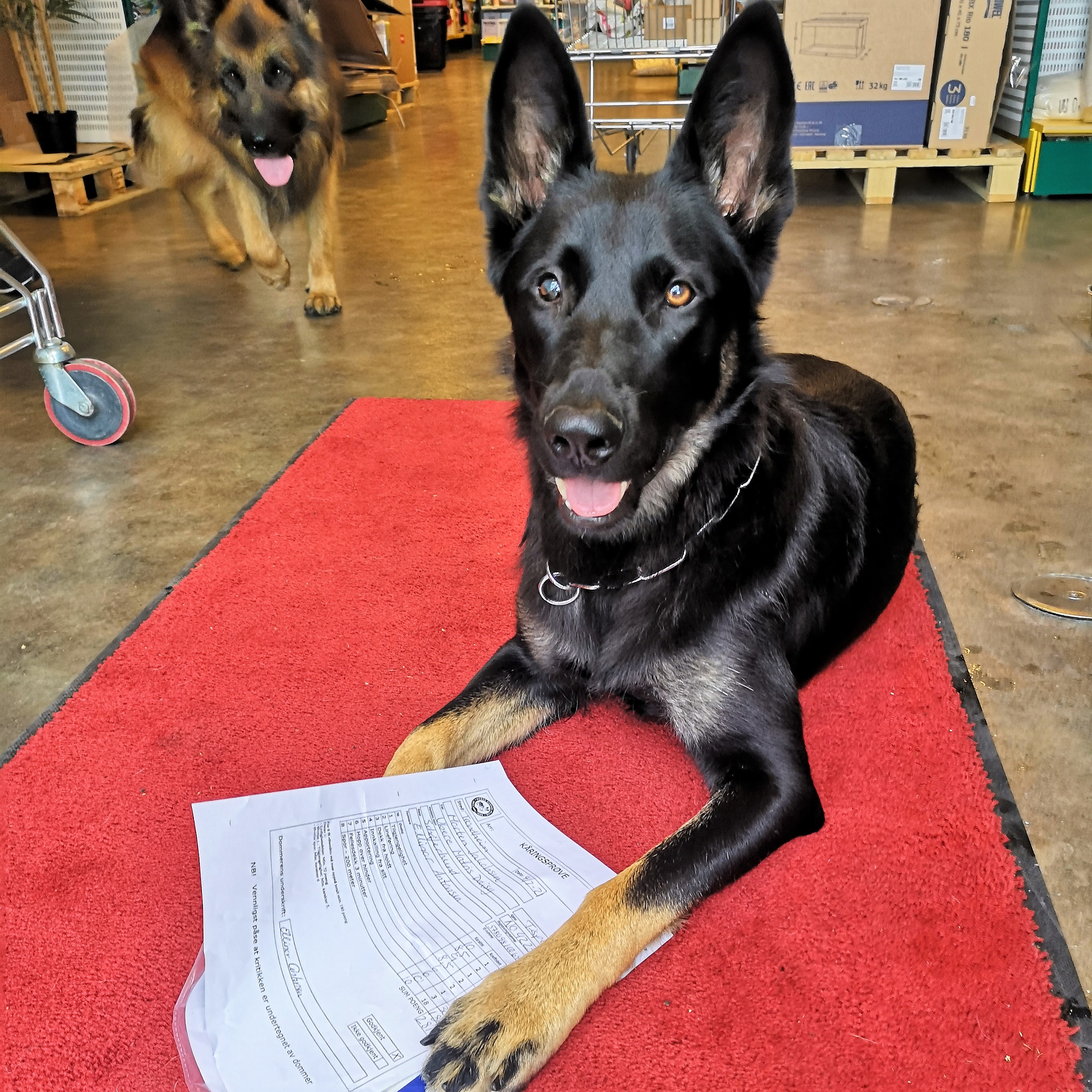 BH-VT IGP2 IAD IBGH3 Ubere Matris Daisy BH-VT IGP2 IAD IBGH3 Ubere Matris Daisy