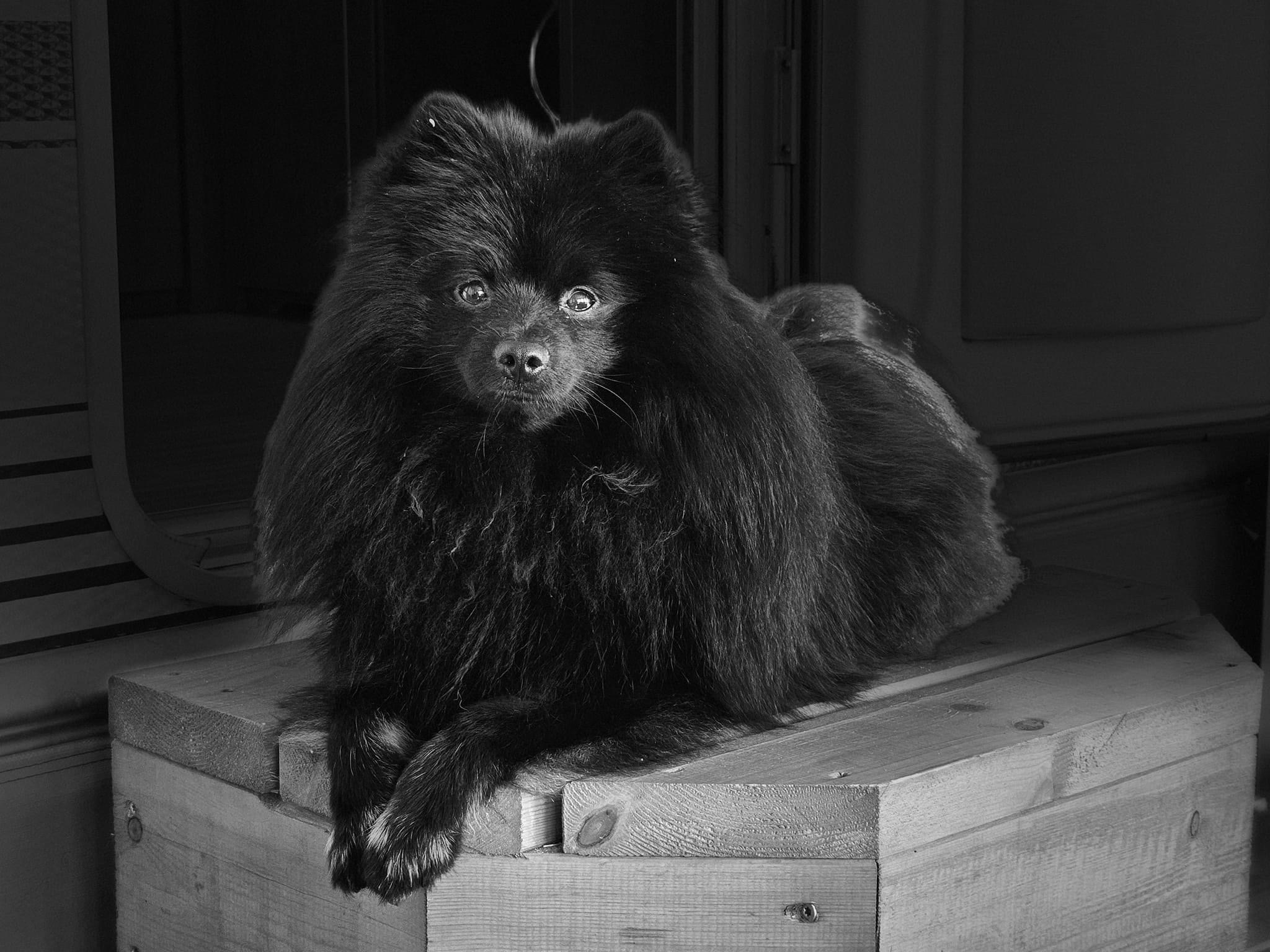 Venjan’s Chornyy For Ukraina Venjan’s Chornyy For Ukraina