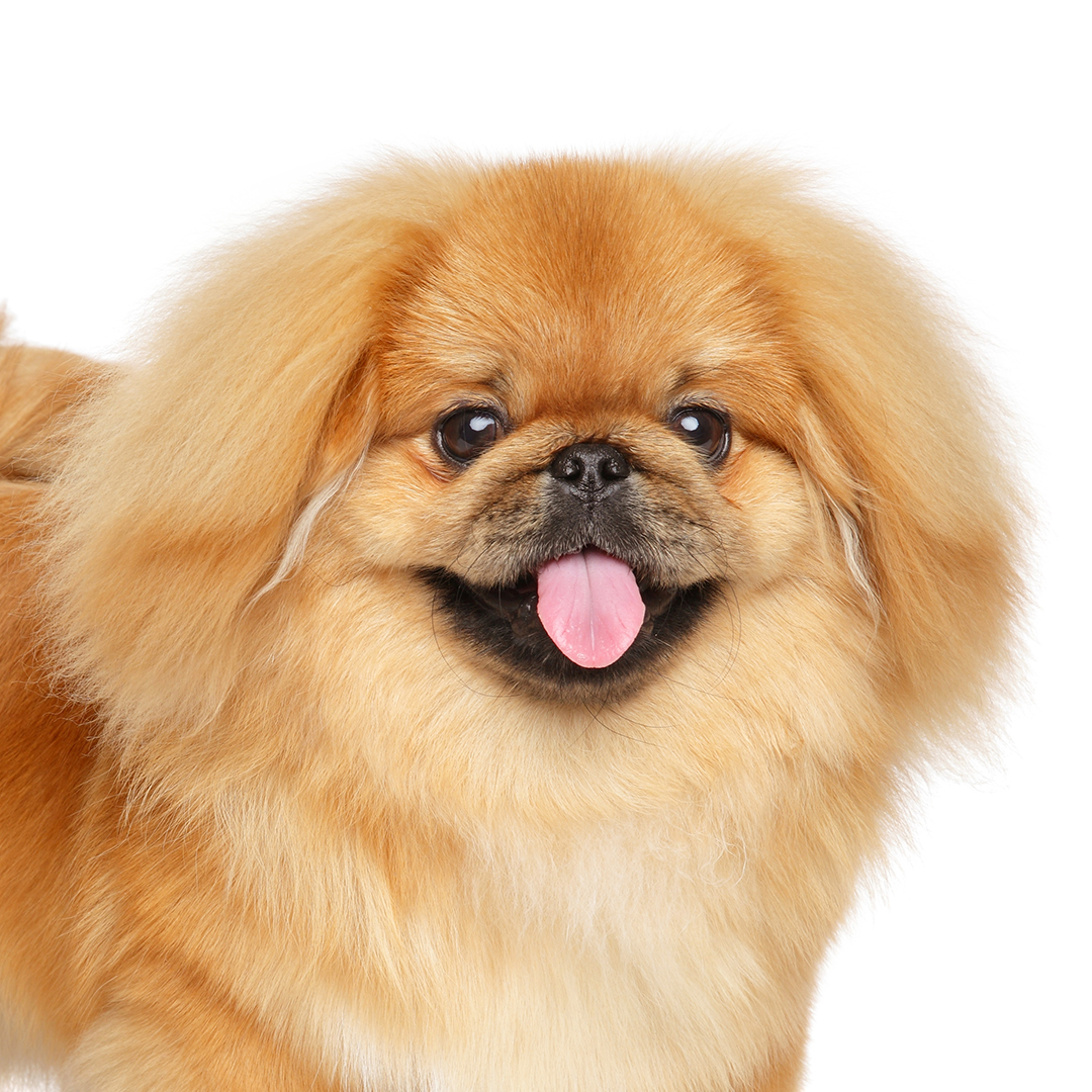 Pekingeser